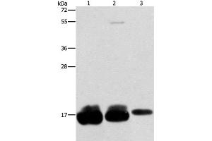 Western Blot analysis of Hela, hepg2 and A375 cell using IFITM3 Polyclonal Antibody at dilution of 1:500 (IFITM3 抗体)