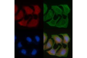 ABIN6256942 and ABIN6276055 staining Hela cells by IF/ICC. (Motilin Receptor 抗体  (C-Term))