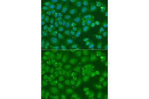 Immunofluorescence analysis of A549 cells using ANXA8L2 antibody (ABIN5975720). (ANXA8L2 抗体)