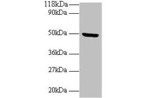 Western blot All lanes: BMP7 antibody at 2 μg/mL + Mouse kidney tissue Secondary Goat polyclonal to rabbit IgG at 1/10000 dilution Predicted band size: 50 kDa Observed band size: 50 kDa (BMP7 抗体  (AA 293-431))