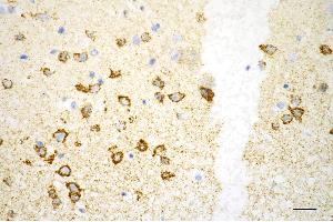 Immunohistochemistry was performed on paraffin-embedded mouse brain using ATP5B antibody (ABIN7797681), 1:100).