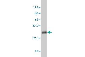 Western Blotting (WB) image for anti-Slingshot Homolog 3 (SSH3) (AA 293-391) antibody (ABIN565792)