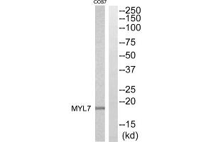 Western blot analysis of extracts from COS7 cells, using MYL7 antibody. (MYL7 抗体  (Internal Region))