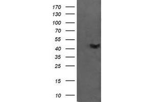 Image no. 1 for anti-Chromosome 2 Open Reading Frame 62 (C2orf62) antibody (ABIN1497054) (C2orf62 抗体)