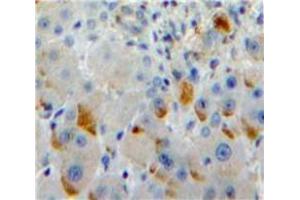 Immunohistochemistry (IHC) image for anti-Sialic Acid Binding Ig-Like Lectin 7 (SIGLEC7) (AA 381-467) antibody (ABIN1860556)