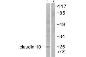 Western Blotting (WB) image for anti-Claudin 10 (CLDN10) (C-Term) antibody (ABIN1848466) (CLDN10 抗体  (C-Term))