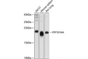 Western blot analysis of extracts of various cell lines using PPP1R14A Polyclonal Antibody at dilution of 1:1000. (CPI-17 抗体)
