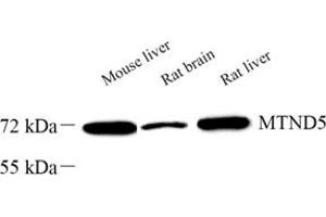 Western blot analysis of MTND5 (ABIN7074659) at dilution of 1: 1000 (MT-ND5 抗体)