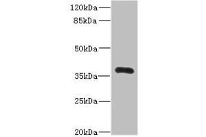 Western blot All lanes: NTM antibody IgG at 2. (Neurotrimin 抗体  (AA 30-316))