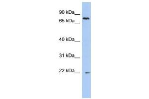NHLRC2 antibody used at 1 ug/ml to detect target protein. (NHLRC2 抗体  (N-Term))
