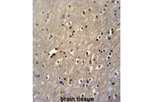 Immunohistochemistry (IHC) image for anti-PAP Associated Domain Containing 4 (PAPD4) antibody (ABIN3002233) (PAPD4 抗体)
