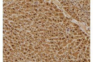 ABIN6275033 at 1/100 staining Mouse liver tissue by IHC-P. (C1QBP 抗体  (Internal Region))