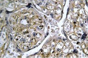 Image no. 1 for anti-Insulin-Like 4 (Placenta) (INSL4) antibody (ABIN317832) (INSL4 抗体)