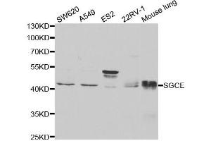 Western Blotting (WB) image for anti-Sarcoglycan, epsilon (SGCE) antibody (ABIN1876518) (SGCE 抗体)