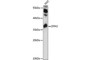 Western blot analysis of extracts of 293T cells, using ZFP42 antibody (ABIN7271483) at 1000 dilution. (ZFP42 抗体  (AA 1-140))