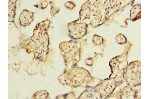 Immunohistochemistry of paraffin-embedded human placenta tissue using ABIN7151342 at dilution of 1:100 (TSSC1 抗体  (AA 201-387))