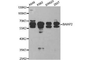Western blot analysis of extracts of various cell lines, using BAIAP2 antibody. (BAIAP2 抗体  (AA 362-521))
