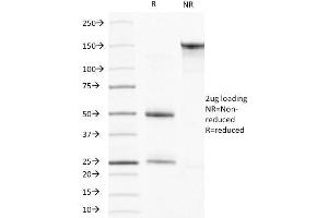 SDS-PAGE Analysis Purified Muscle Specific Actin Mouse Monoclonal Antibody (HHF35). (ACTA1/ACTA2A/ACTG2 抗体)