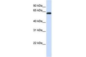 Image no. 1 for anti-Kin of IRRE Like 2 (Drosophila) (KIRREL2) (AA 72-121) antibody (ABIN6741075)