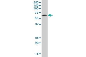 DPYSL5 MaxPab polyclonal antibody. (DPYSL5 抗体  (AA 1-564))