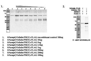 Immunoprecipitation of recombinant human Nampt (Visfatin/PBEF) proteins using anti-Nampt (Visfatin-PBEF), mAb (OMNI379) . (NAMPT 抗体  (Biotin))