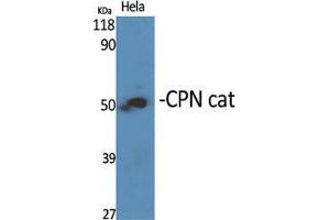 Western Blot (WB) analysis of specific cells using CPN cat Polyclonal Antibody. (CPN Cat (C-Term) 抗体)