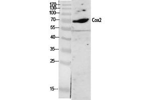 Western Blot analysis of various cells using Cox-2 Polyclonal Antibody diluted at 1:2000. (PTGS2 抗体  (AA 530-610))