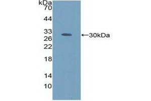 AMFR anticorps  (AA 456-643)