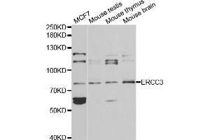Western blot analysis of extracts of various cell lines, using ERCC3 antibody (ABIN5970857) at 1/1000 dilution. (ERCC3 抗体)