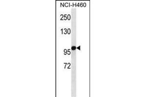 OGDH Antibody (C-term) (ABIN657365 and ABIN2846412) western blot analysis in NCI- cell line lysates (35 μg/lane).