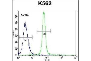 LRIT1 Antibody (C-term) (ABIN655361 and ABIN2844919) flow cytometric analysis of K562 cells (right histogram) compared to a negative control cell (left histogram). (LRIT1 抗体  (C-Term))