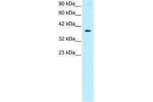 Human HepG2; WB Suggested Anti-NT5C3 Antibody Titration: 0. (NT5C3 抗体  (Middle Region))
