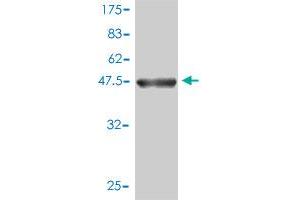 Western Blot detection against Immunogen (47. (MRPL12 抗体  (AA 1-198))