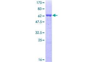 EIF2S1 Protein (AA 1-315) (GST tag)