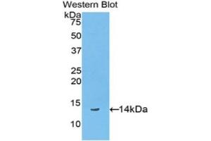 Western Blotting (WB) image for anti-Biglycan (BGN) (AA 48-158) antibody (ABIN2119374)