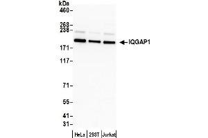 Western Blotting (WB) image for anti-IQ Motif Containing GTPase Activating Protein 1 (IQGAP1) (AA 1-50) antibody (ABIN7453634)