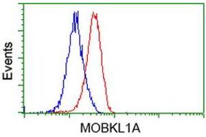 HEK293T cells transfected with either RC206337 overexpress plasmid (Red) or empty vector control plasmid (Blue) were immunostained by anti-MOBKL1A antibody (ABIN2453310), and then analyzed by flow cytometry. (MOBKL1A 抗体)