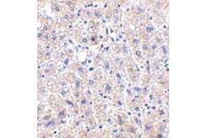 Immunohistochemistry of DRAM in human liver tissue with DRAM antibody at 2. (DRAM 抗体  (C-Term))