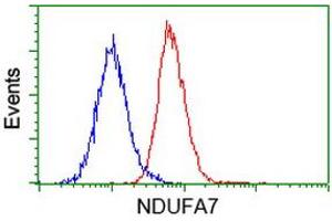 Flow cytometric Analysis of Hela cells, using anti-NDUFA7 antibody (ABIN2454469), (Red), compared to a nonspecific negative control antibody, (Blue). (NDUFA7 抗体)