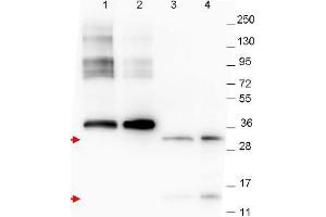 Image no. 1 for anti-Growth Differentiation Factor 15 (GDF15) (C-Term) antibody (ABIN1101711) (GDF15 抗体  (C-Term))