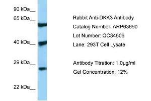 Western Blotting (WB) image for anti-DKK3 (N-Term) antibody (ABIN2789589) (DKK3 抗体  (N-Term))