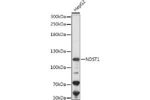 Western blot analysis of extracts of HepG2 cells, using NDST1 antibody (ABIN7268777) at 1:1000 dilution. (NDST1 抗体  (AA 40-170))