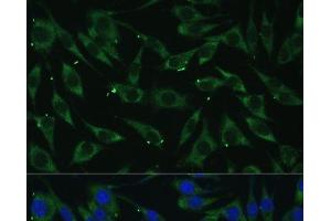 Immunofluorescence (IF) image for anti-Dicer 1, Ribonuclease Type III (DICER1) antibody (ABIN7010921)
