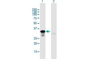 Western Blot analysis of HOXA9 expression in transfected 293T cell line by HOXA9 MaxPab polyclonal antibody.