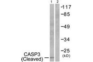 Western Blotting (WB) image for anti-Caspase 3 (CASP3) (AA 126-175), (Cleaved-Asp175) antibody (ABIN2891155) (Caspase 3 抗体  (Cleaved-Asp175))