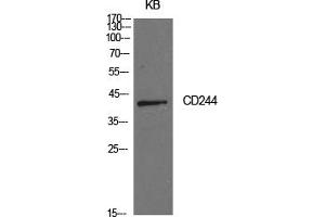 Western Blotting (WB) image for anti-Natural Killer Cell Receptor 2B4 (CD244) antibody (ABIN5959144) (2B4 抗体)