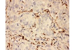 Immunohistochemistry (IHC) image for anti-Cytochrome C Oxidase Subunit I (COX1) (AA 318-599) antibody (ABIN3030661)