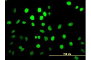 Immunofluorescence (IF) image for anti-Pre-B-Cell Leukemia Homeobox Protein 2 (PBX2) (AA 354-430) antibody (ABIN562115)