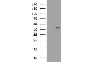 Image no. 1 for anti-Melanoma Antigen Family A, 3 (MAGEA3) antibody (ABIN1499254) (MAGEA3 抗体)