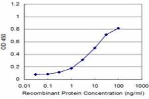 Detection limit for recombinant GST tagged WASF2 is approximately 0. (WASF2 抗体  (AA 73-172))